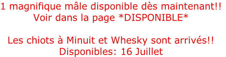 1 magnifique mâle disponible dès maintenant!!
Voir dans la page *DISPONIBLE*

Les chiots à Minuit et Whesky sont arrivés!!
Disponibles: 16 Juillet
